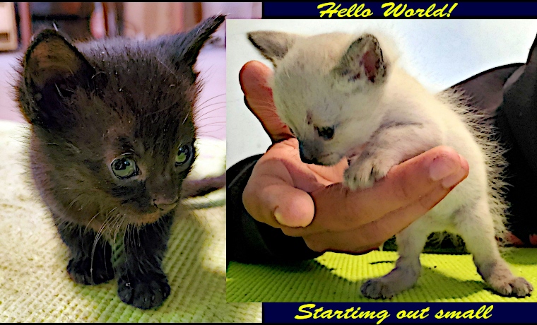 Principalities Header